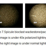 Figure 7.Spicule bioclast wackestone/packstone, left image is under 40x polarized lighting and the right image is under normal lighting