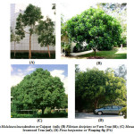 Fig. 1 (A) Malaleuca leucadendron or Cajeput  (ml); (B) Filicium decipiens or Fern Tree (fd); (C) Mesua ferrea or Ironwood Tree (mf); (D) Ficus benjamina or Weeping fig (Fb)