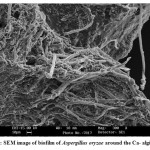 Fig.2: SEM image of biofilm of Aspergillus oryzae around the Ca- alginate.