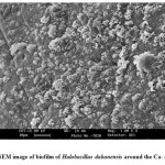 Fig.3: SEM image of biofilm of Halobacillus dabanensis around the Ca- alginate.