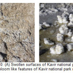 Fig. 10: (A) Swollen surfaces of Kavir national park18 (B) Oval shapes and bloom like features of Kavir national park (Photo by M. Foudazi)