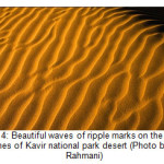 Fig. 4: Beautiful waves of ripple marks on the sand dunes of Kavir national park desert (Photo by A. Rahmani)