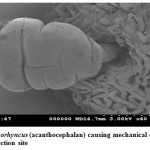 Fig.1: . Pomphorhyncus (acanthocephalan) causing mechanical damage to pre-dilection site