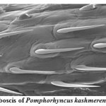 Fig.: 2. Spiny headed proboscis of Pomphorhyncus kashmerensis