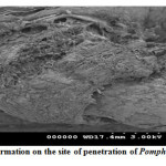 Fig.: 3. Granuloma formation on the site of penetration of Pomphorhyncus proboscis 