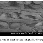 Fig.: 4. Normal intestinal villi of a hill stream fish (Schizothorax)