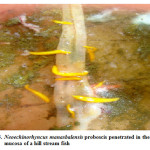 Fig. 5. 	Neoechinorhyncus manasbalensis proboscis penetrated in the sub-mucosa of a hill stream fish 