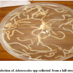 ig.6. Heavy infection of Adenoscolex spp collected from a hill stream fish