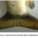 Fig. 7: Cysts of Neascs vetesta burrowed in the skin of chizothoracines fish