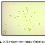 Fig. 1: Microscopic photograph of microalgae