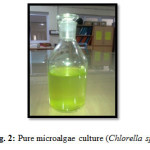 Fig. 2: Pure microalgae culture (Chlorella sp.)