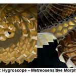 Figure 3: Hygroscope â€“ Metreosensitive Morphology [15]