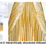 Figure 5: hierarchically structured chitosan [16]