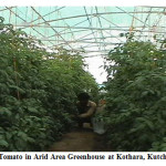Figure 2:  Tomato in Arid Area Greenhouse at Kothara, Kutch, Gujarat