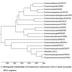 Fig. I: Phylogenetic relationship of Pseudomonas resinovarans AST2.2 based on partial 16S 	rRNA sequence