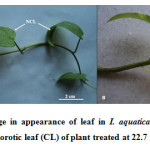Fig.1. Zn induced change in appearance of leaf in I. aquatica; A- Non chlorotic leaf (NCL) of control; B- Chlorotic leaf (CL) of plant treated at 22.7 mg L-1 Zn.