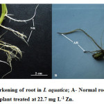Fig. 2. Zn induced darkening of root in I. aquatica; A- Normal root (NR) of control; B- Affected root (AR) of plant treated at 22.7 mg L-1 Zn.