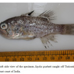 Fig. 1. Lateral left side view of the specimen Jaydia queketti caught off Tuticorin coast, Gulf of Mannar, Southeast coast of India.