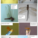 Photographs of the Odonata species recorded during the study in the three sites