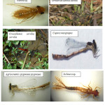 Photographs of the Odonata species recorded during the study in the three sites