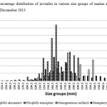 Figure 2 Percentage distribution of juveniles in various size groups of marine ariids during January to Decemeber 2013