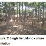 Figure: 2 Single tier, Mono culture plantation       