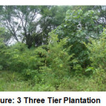 Figure: 3 Three Tier Plantation