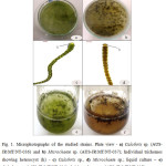 Fig. 1. Microphotographs of the studied strains. Plate view - a) Calothrix sp. (AUS-JR/MT/NT-036) and b) Microchaete sp. (AUS-JR/MT/NT-037); Individual trichomes showing heterocyst (h) - c) Calothrix sp., d) Microchaete sp.; liquid culture â€“ e) Calothrix sp. (AUS-JR/MT/NT-036), f) Microchaete sp. (AUS-JR/MT/NT-037)