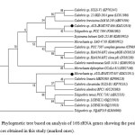 Fig. 3.  Phylogenetic tree based on analysis of 16S rRNA genes showing the position of sequences obtained in this study (marked ones). 