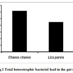 Fig.1 Total heterotrophic bacterial load in the gut of fishes 