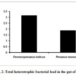Fig. 2. Total heterotrophic bacterial load in the gut of shrimps 