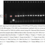 Figure 2: Agarose gel electrophoresis image of 654-699 bp of PCR product obtained from the use of 16S rRNA primer, CYA 106F as a forward primer combined with two reverse primer; CYA 781R (a) and CYA 781R (b) on DNA extracts using GF-1 Bacterial DNA Extraction Kit (Vivantis) from samples taken at different lakes in Miri, Sarawak in June 2015. DNA was visible for all samples taken from the lakes. 1 = Ladder (VC 100bp); 2 = Empty; 3 = Positive control; 4 = Negative control; 5 = Taman Tunku; 6 = Taman Awam Miri 1; 7 = Taman Awam Miri 2; 8 = Miri City Fan 1; 9 = Miri City Fan 2; 10 = Miri City Fan 3; 11 = Taman Bulatan 1; 12 = Taman Bulatan 2; 13 = Taman Hilltop 1; 14 = Taman Hilltop 2; 15 = Taman Hilltop 3; 16 = Taman Hilltop 4.