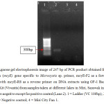 Figure 4: Agarose gel electrophoresis image of 247 bp of PCR product obtained from the use microcystin (mcyE) gene specific to Microcystis sp. primer, mcyE-F2 as a forward primer combined with mcyE-R8 as a reverse primer on DNA extracts using GF-1 Bacterial DNA Extraction Kit (Vivantis) from samples taken at different lakes in Miri, Sarawak in June 2015. Results were negative except for positive control (Lane 2). 1 = Ladder (VC 100bp); 2 = Positive control; 3 = Negative control; 4 = Miri City Fan 1.
