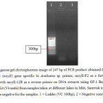 Figure 5: Agarose gel electrophoresis image of 247 bp of PCR product obtained from the use microcystin (mcyE) gene specific to Anabaena sp. primer, mcyE-F2 as a forward primer combined with mcyE-12R as a reverse primer on DNA extracts using GF-1 Bacterial DNA Extraction Kit (Vivantis) from samples taken at different lakes in Miri, Sarawak in June 2015. Results were negative for the samples. 1 = Ladder (VC 100bp); 2 = Negative control; 3 = Miri City Fan 1.