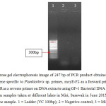 Figure 6: Agarose gel electrophoresis image of 247 bp of PCR product obtained from the use microcystin gene specific to Planktothrix sp. primer, mcyE-F2 as a forward primer combined with mcyE-12R as a reverse primer on DNA extracts using GF-1 Bacterial DNA Extraction Kit (Vivantis) from samples taken at different lakes in Miri, Sarawak in June 2015. Results were negative for the sample. 1 = Ladder (VC 100bp); 2 = Negative control; 3 = Miri City Fan 1.