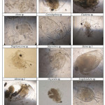 2: Zooplankton of class Cladocera and Rotifera
