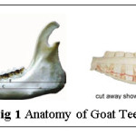 Fig 1 Anatomy of Goat Teeth