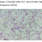 Fig 3. Microscopic images of bacterial isolate ES-1 observed under Light Microscope (Allwin Scientifics), India  [oil immersion (100X)]