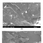 Fig. 3. SEM images of AC before (A) and     after modification (B) with procaine hydrochloride.