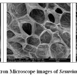 Fig.  2 Scanning Electron Microscope images of Sesuvium root, leaves and shoot
