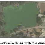 Fig. 1. Gomti Palustrine Habitat (GPH), Central Gujarat, India